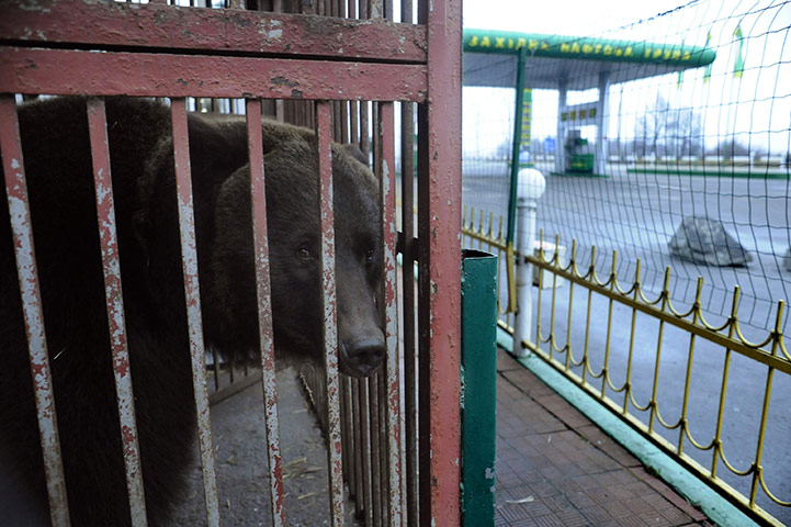 Week in wildlife: female bear, looks out from a cage near a gas station in Lityn