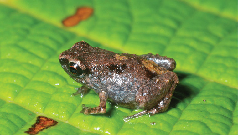 Week in wildlife: smallest frogs discovered in Papua New Guinea