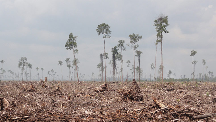Week in wildlife:  clearance of natural forest by APP Ruas Utama Jaya