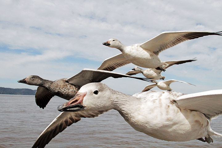 Earthflight : TV programme on Birds in flight around the world shown by BBC