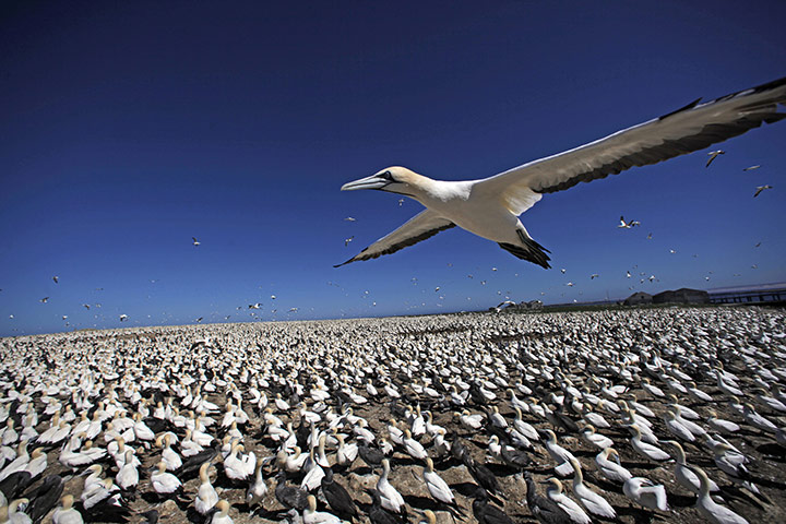 Earthflight : TV programme on Birds in flight around the world shown by BBC