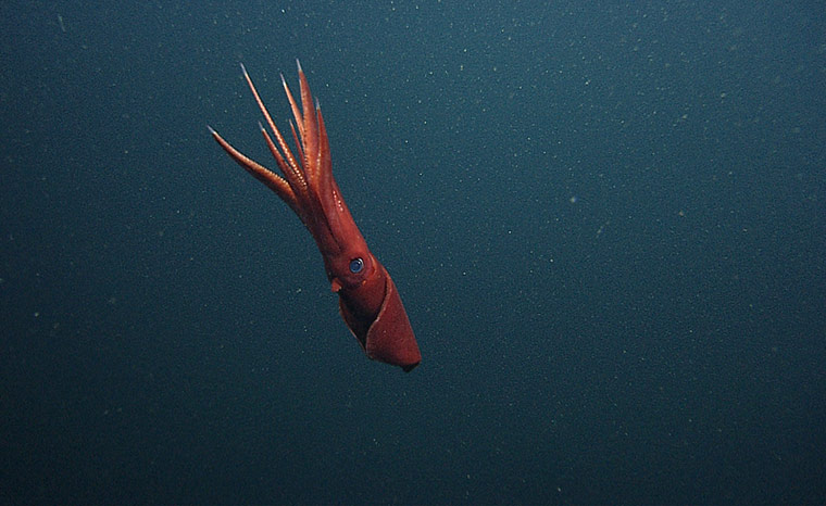 Year in science: Octopoteuthis deletron swimming 
