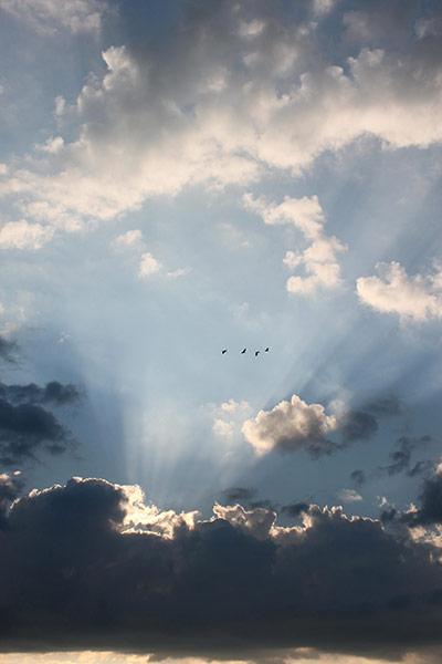 RSPCA Photography Awards: The Early Birds by Scarlett Martin in the under 12s category