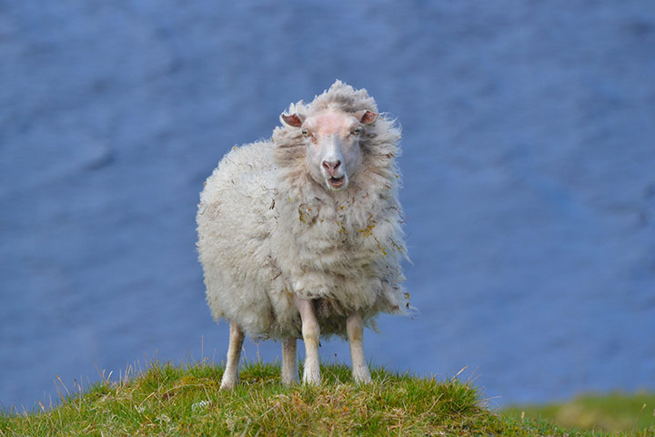 RSPCA Photography Awards: 12-15s Emily Biggs - Conquering a Blustery Peak