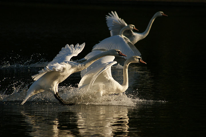RSPCA Photography Awards: Swans in Symmetry by Samuel Hood