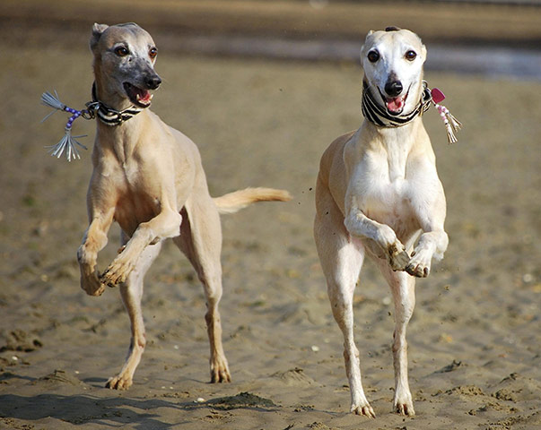 RSPCA Photography Awards: Two excited Whippets skipping along a beach