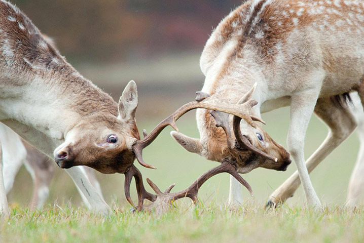 RSPCA Photography Awards: Deer in Richmond Park taken by Sam Rowley