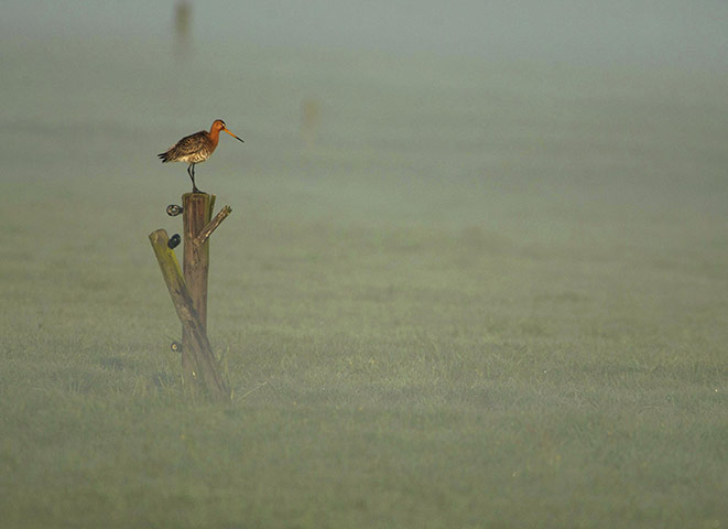 RSPCA Photography Awards: A Black Tailed Godwit standing one-legged on a post