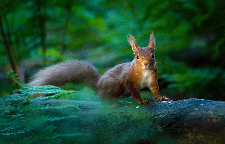 RSPCA Photography Awards: A red squirrel pausing in a ray of evening sunlight, taken by Will Nicholls