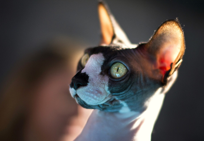 24hours in pictures: A cat is seen during an international cat exhibition held in Rishon Lezion