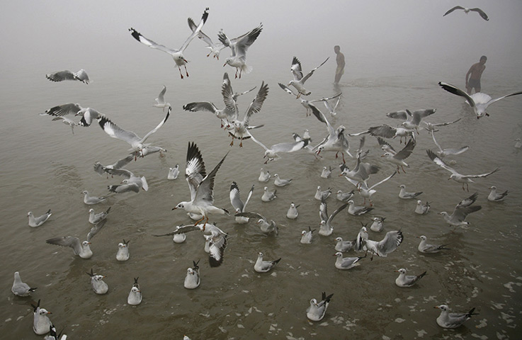 24 hours: Allahabad, India: Sea gulls fly as devotees take a dip in the River Ganges