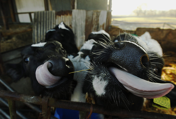 24 hours: Hailsham, England: Young Friesian Holstein calves stick out their tongues