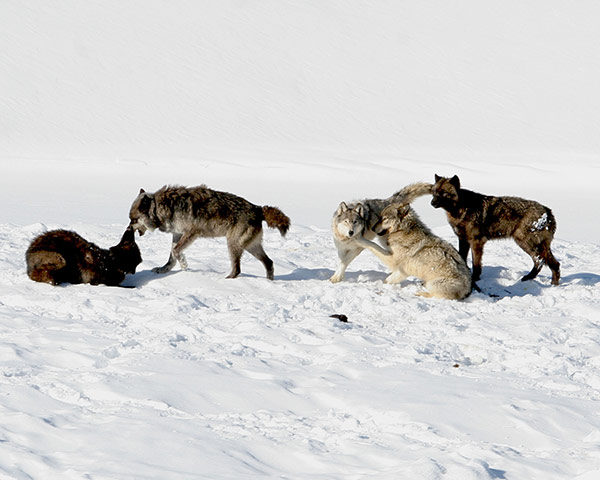 Week in wildlife: Yellowstone National Park' wolves