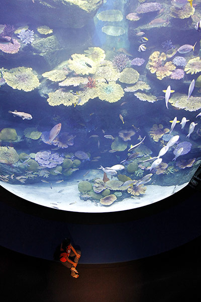 Week in wildlife: A lone foreign tourist looks various aquatic species in Bangkok