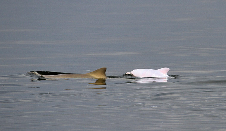 Week in wildlife: Albino Silver Dolphin discovered
