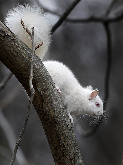 Week in wildlife: WINTER WHITE