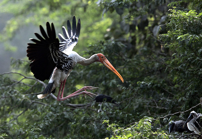 Week in wildlife: Painted Stork at the Delhi Zoo