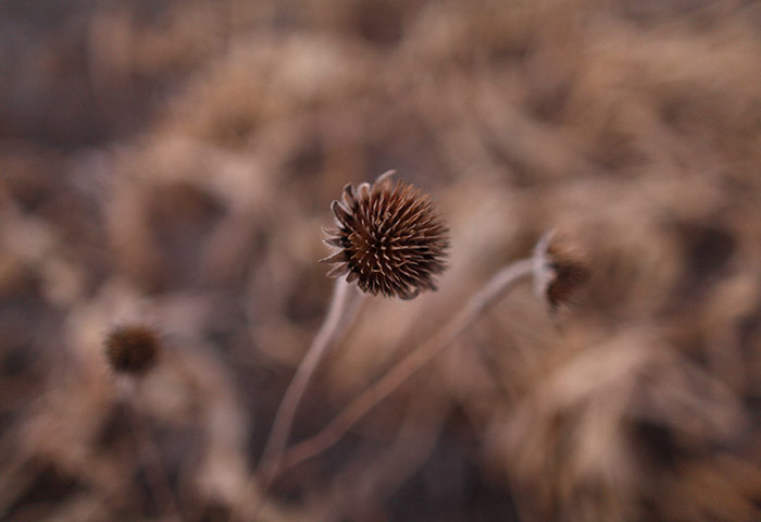 Week in wildlife: A drought-affected sunflower field is seen in San Isidro de Cienega