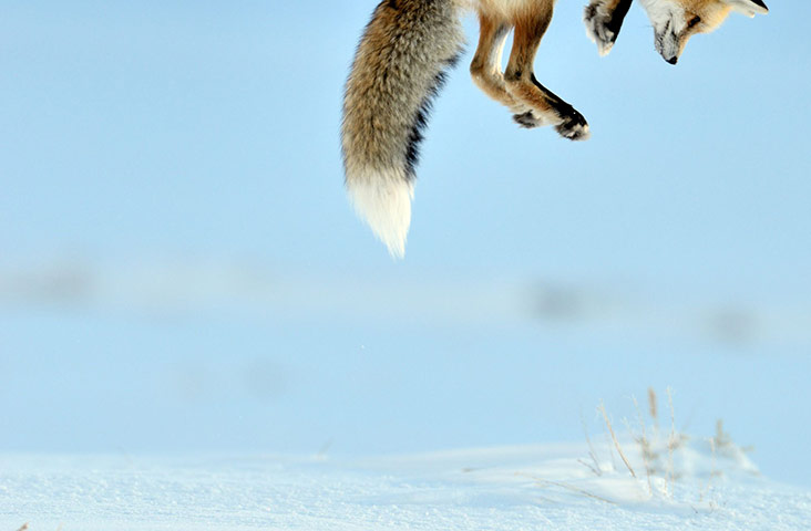 Fox-Pouncing-on-a-Mouse-L-008.jpg