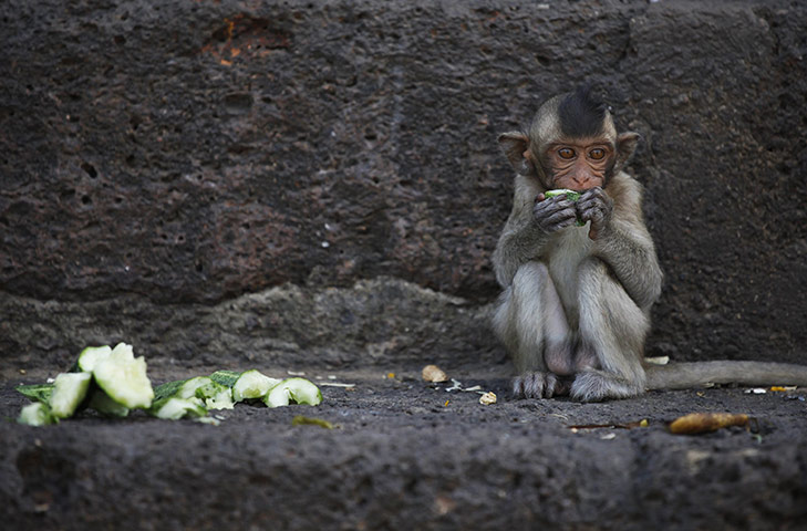Week in wildlife: A baby long-tailed macaque 