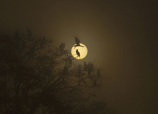 Week in wildlife: Cormorants perched on a tree 