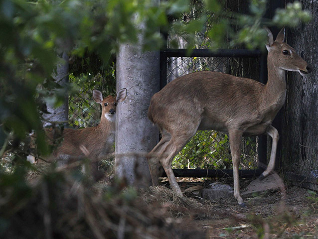 Week in wildlife: A newborn, endangered Eld's deer fawn