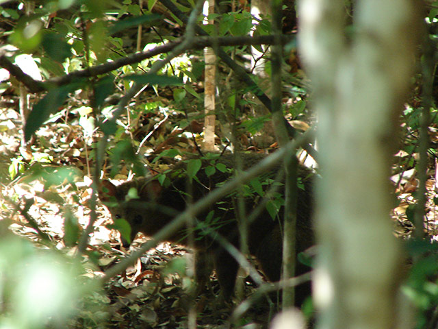 Week in wildlife: western falanouc