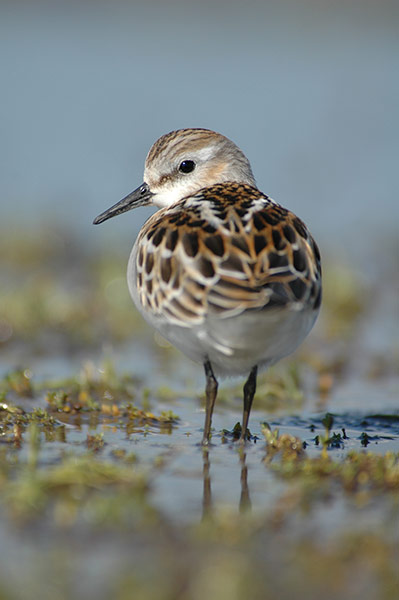 Week in wildlife: Little stint