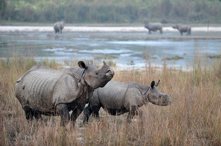 Week in wildlife: Indian Rhinoceros  in Maghauli Chitwan forest