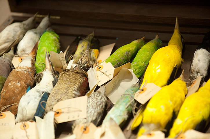 24 hours in pictures: Rome, Italy: Stuffed birds on display