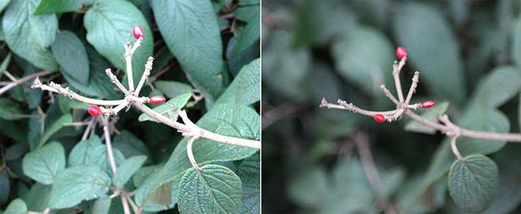 iPhone vs Canon: close-up