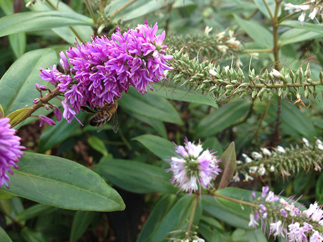 iPhone vs Canon: close-up