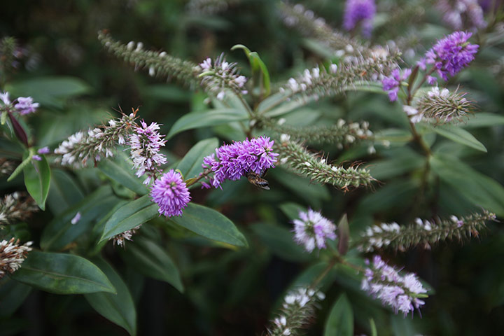 iPhone vs Canon: flowers