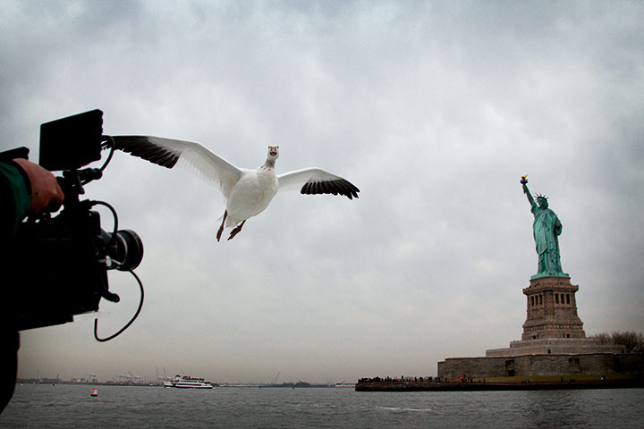 Earthflight: TV programme on Birds in flight around the world shown by BBC