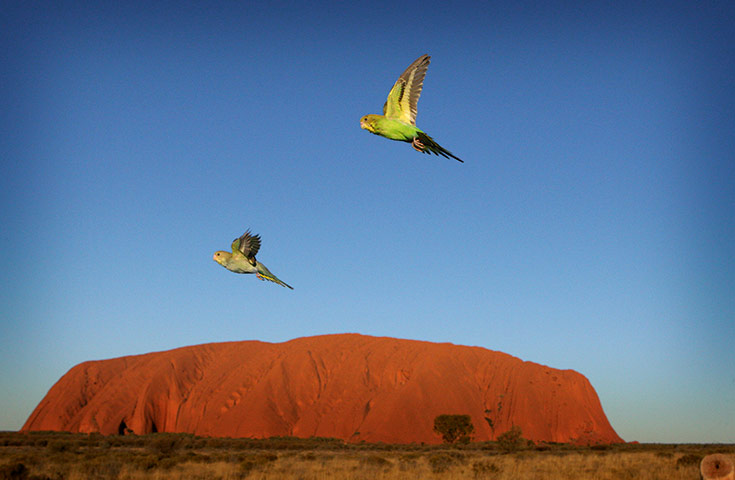 Earthflight: TV programme on Birds in flight around the world shown by BBC