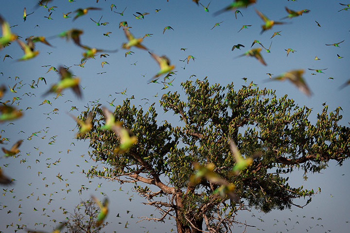 Earthflight: TV programme on Birds in flight around the world shown by BBC
