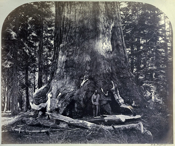 1861 Yosemite expedition: photographs  by Carleton E. Watkins