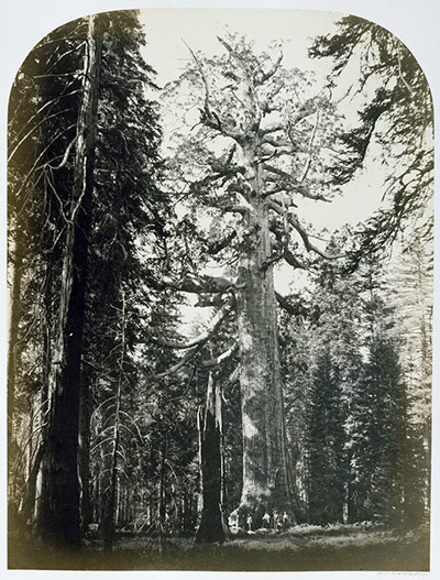 1861 Yosemite expedition: photographs  by Carleton E. Watkins