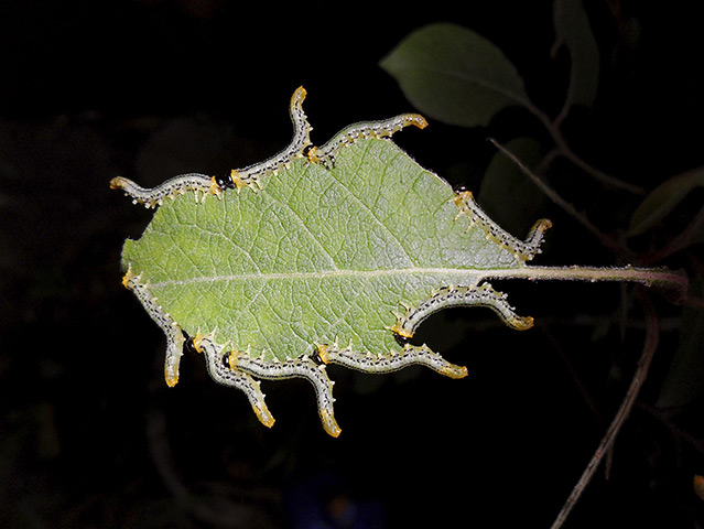 Week in wildlife: RSPCA Young Photographer Awards a synchronised caterpillar eating team