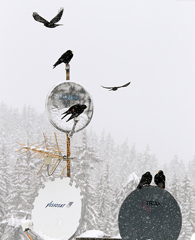 Week in wildlife: Jackdaws rest on antennas in Courchevel, French Alps