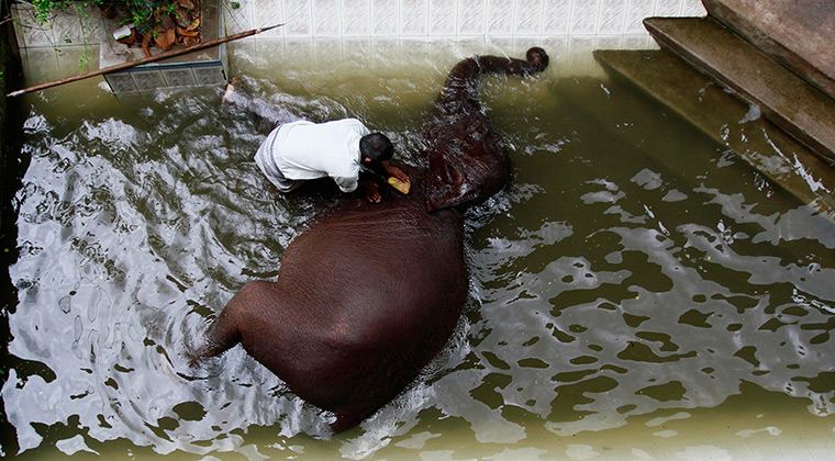 Week in wildlife: A mahout washes an elephant at Gangaramaya Buddhist temple in Colombo