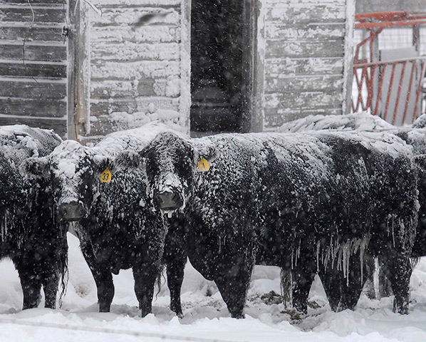 Week in wildlife: A group of Angus cattle in the snow in a corral near Ellis, Kansas