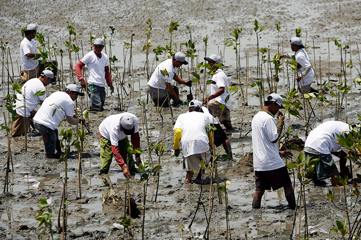 Week in wildlife: Balinese men plant mangrove tree seeds in Benoa, Indonesia