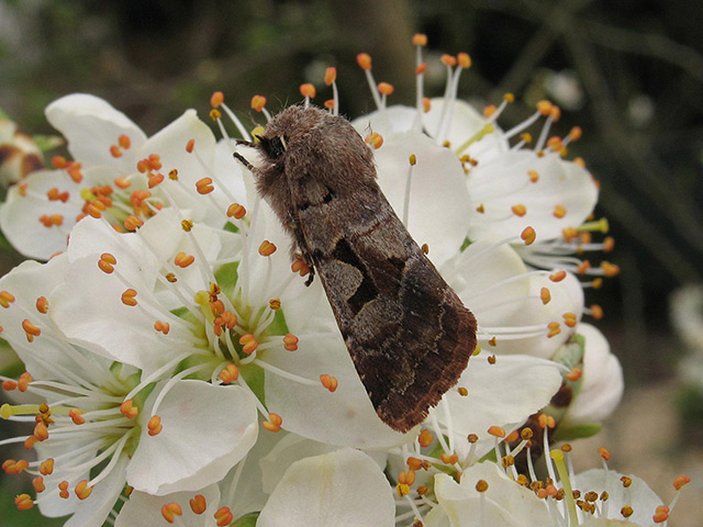 Week in wildlife: Hebrew Character moth