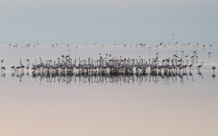 Week in wildlife: A flock of flamingoes dot a wet land at Khadir Island, India