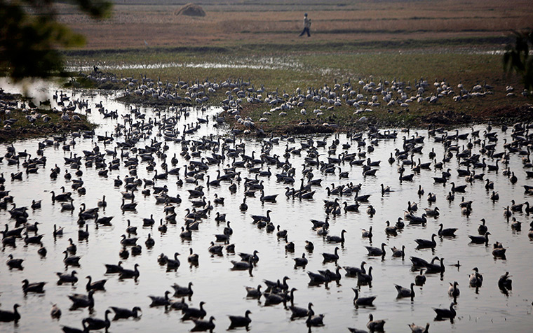 Week in wildlife: Migratory birds rest at the Gharana wetland