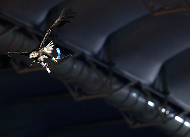 Week in wildlife: A white headed eagle flies in the Olympic stadium in Rome