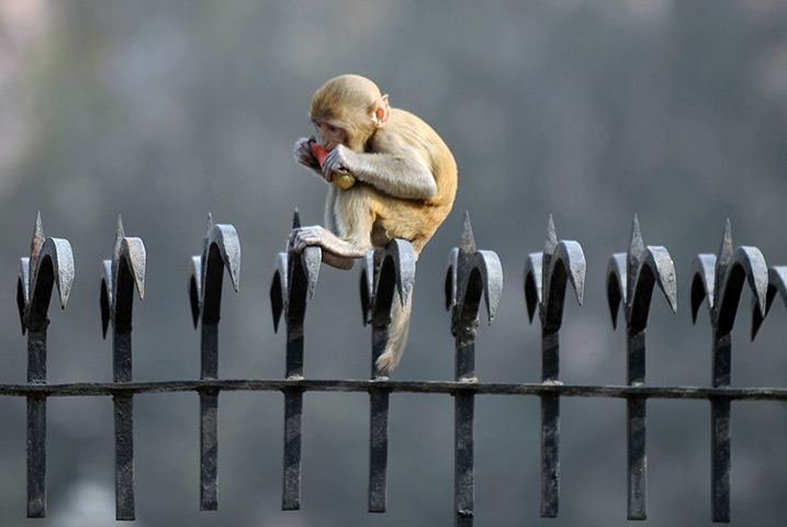 Week in wildlife: A young Rhesus macaque (Macaca mulatta) monkey sits on a fence in New Delhi