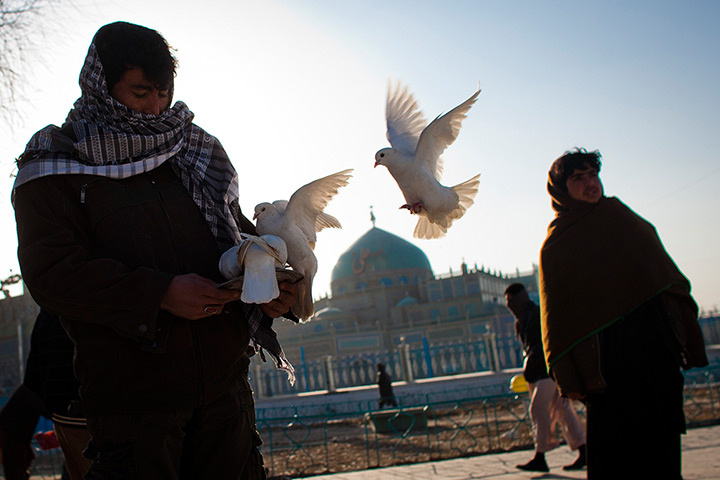 Week in wildlife: A man feeds pigeons in front of the Shrine of Hazrat Ali, Afghanistan 