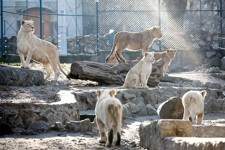 Week in wildlife: Seven month old lion cubs gather around a white lioness in Belgrade's Zoo